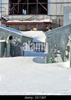 Volpe artica presso il campo di lancio dei razzi dismessi a Churchill, Manitoba, Canada Foto Stock