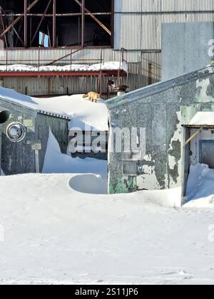 Volpe artica presso il campo di lancio dei razzi dismessi a Churchill, Manitoba, Canada Foto Stock