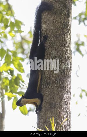 Scoiattolo gigante nero (Ratufa bicolor), parco nazionale Kaeng Krachan, provincia di Phetchaburi, Thailandia, Asia Foto Stock