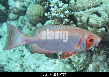 Pesci rosa con grandi occhi, persico a grande occhio della barriera corallina (Priacanthus hamrur), nuoto tra i coralli in acque cristalline, sito di immersione Small Gifton Reef, Hurghada, Egitto Foto Stock