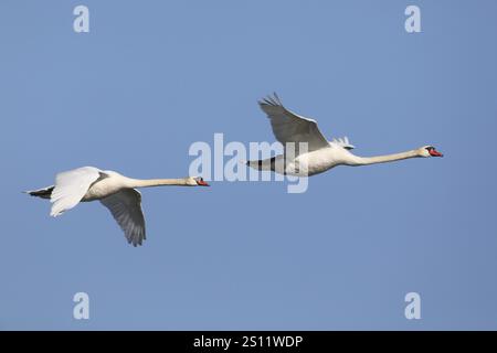 Cigno muto, Cygnus olor, mosche Foto Stock