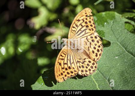 Primo piano di una farfalla della fritillaria dipinta in argento con ali aperte, che mostra i suoi motivi e i suoi colori intricati mentre è appollaiata su una foglia verde brillante Foto Stock