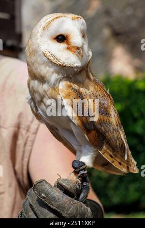 Barn owl, Tyto alba, parte di una mostra di falconeria al Château de Bouillon, castello di Bouillon, Bouillon, Belgio Foto Stock