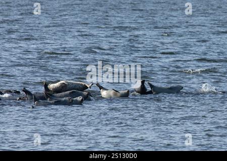 Una mandria di foche può essere vista trainata sulle rocce nella baia al largo della costa di Sandy Hook, New Jersey. Una combinazione di Harbor, Grey e Harp Seals Foto Stock