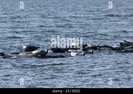 Una mandria di foche può essere vista trainata sulle rocce nella baia al largo della costa di Sandy Hook, New Jersey. Una combinazione di Harbor, Grey e Harp Seals Foto Stock