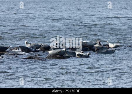 Una mandria di foche può essere vista trainata sulle rocce nella baia al largo della costa di Sandy Hook, New Jersey. Una combinazione di Harbor, Grey e Harp Seals Foto Stock