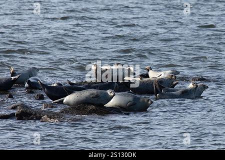Una mandria di foche può essere vista trainata sulle rocce nella baia al largo della costa di Sandy Hook, New Jersey. Una combinazione di Harbor, Grey e Harp Seals Foto Stock