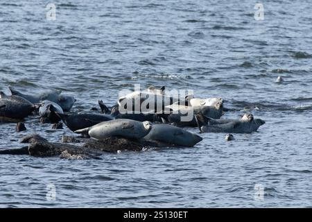Una mandria di foche può essere vista trainata sulle rocce nella baia al largo della costa di Sandy Hook, New Jersey. Una combinazione di Harbor, Grey e Harp Seals Foto Stock