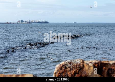 Una mandria di foche può essere vista trainata sulle rocce nella baia al largo della costa di Sandy Hook, New Jersey. Una combinazione di Harbor, Grey e Harp Seals Foto Stock