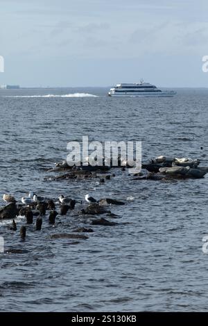 Una mandria di foche può essere vista trainata sulle rocce nella baia al largo della costa di Sandy Hook, New Jersey. Una combinazione di Harbor, Grey e Harp Seals Foto Stock