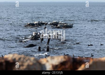 Una mandria di foche può essere vista trainata sulle rocce nella baia al largo della costa di Sandy Hook, New Jersey. Una combinazione di Harbor, Grey e Harp Seals Foto Stock
