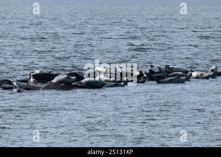 Una mandria di foche può essere vista trainata sulle rocce nella baia al largo della costa di Sandy Hook, New Jersey. Una combinazione di Harbor, Grey e Harp Seals Foto Stock