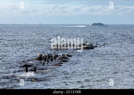 Una mandria di foche può essere vista trainata sulle rocce nella baia al largo della costa di Sandy Hook, New Jersey. Una combinazione di Harbor, Grey e Harp Seals Foto Stock