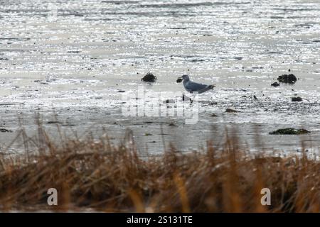 Un gabbiano sta nella sabbia durante la bassa marea, con una vongola in bocca. Foto Stock