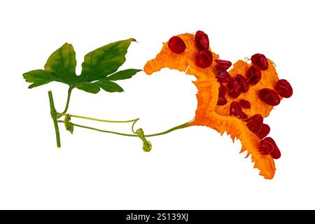 Vista laterale di una buccia amara matura singola con semi rossi, foglie verdi, ramificazione e tendine isolati su sfondo bianco con percorso di ritaglio. Foto Stock