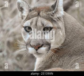 Primo piano di un puma (puma concolor) nel deserto. Chiamato anche puma e leone di montagna. Foto Stock