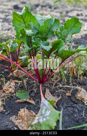 la barbabietola cresce in un campo vicino al giardino. Foto Stock