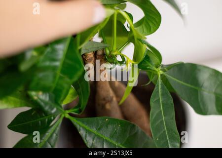 Primo piano di piccole foglie verdi giovani di una pianta Pachira aquatica, che crescono in una pentola a casa Foto Stock