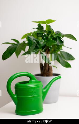 Una barattola da irrigazione verde vicino a una pianta Pachira aquatica che cresce in una pentola in piedi su un tavolo bianco in una stanza di casa Foto Stock