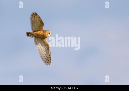 Fienile (Tyto alba), in volo nel cielo, vista laterale, Germania, bassa Sassonia Foto Stock