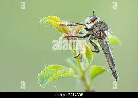 Robber fly (Machimus rusticus), uomo seduto su una pianta, Germania, Baden-Wuerttemberg Foto Stock