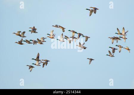 mallard (Anas platyrhynchos), stormo in volo, vista laterale, Germania, bassa Sassonia Foto Stock
