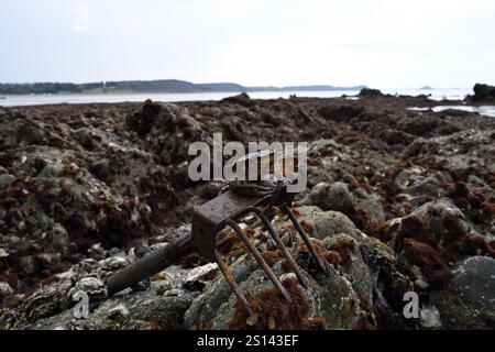 granchio su un vecchio rastrello arrugginito con la bassa marea nel litorale roccioso, rocce ricoperte di alghe marine forniscono rifugio a molte creature marine, Francia, Bretagna, er Foto Stock