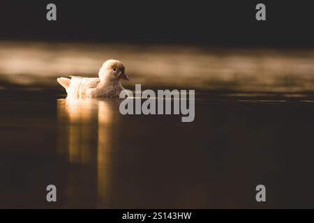 Anatra al mandarino (Aix galericulata), che nuota su un lago, Germania Foto Stock