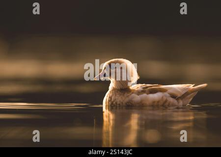 Anatra al mandarino (Aix galericulata), femmina che nuota, vista laterale, Germania Foto Stock