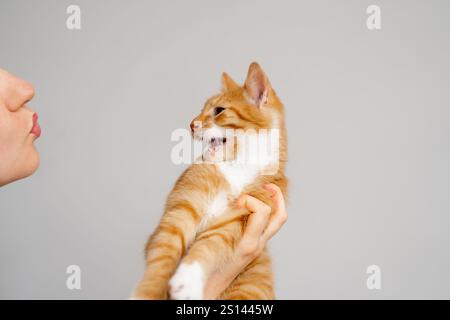 Il proprietario bacia il suo gatto. Un gattino tabby arrabbiato e aggressivo non vuole giocare. Amore per i gatti. Il proprietario di un gatto cattivo. Foto Stock