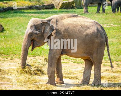 Giovane elefante indiano bambino in giornata di sole. Foto Stock