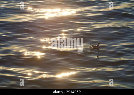 Venezia, Italia. 27 dicembre 2024. Un uccello nuota sotto il tramonto attraverso la scintillante superficie dell'acqua. Foto Stock