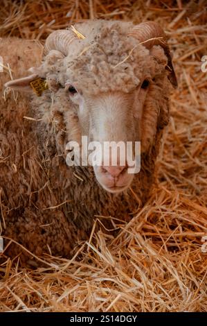 Fiera del bestiame di Saragozza Foto Stock