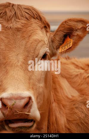 Fiera del bestiame di Saragozza Foto Stock