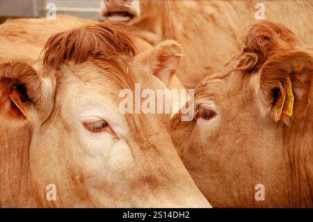 Fiera del bestiame di Saragozza Foto Stock