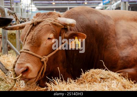 Fiera del bestiame di Saragozza Foto Stock