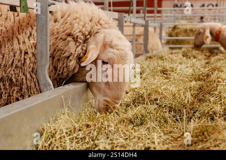 Fiera del bestiame di Saragozza Foto Stock