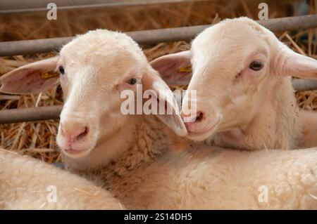 Fiera del bestiame di Saragozza Foto Stock