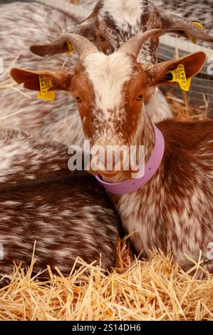 Fiera del bestiame di Saragozza Foto Stock