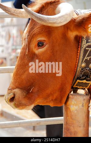 Fiera del bestiame di Saragozza Foto Stock