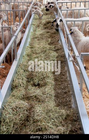 Fiera del bestiame di Saragozza Foto Stock