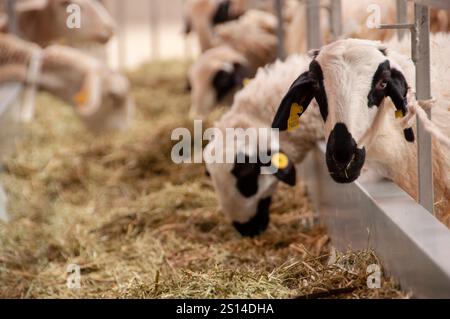 Fiera del bestiame di Saragozza Foto Stock