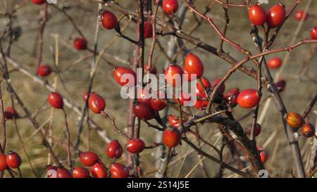 Rosa rossa anche su un ramo. Bacche di rosa-cane Foto Stock