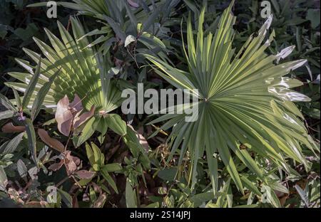 La luce naturale brilla colpendo la pianta verde delle palme dei fan livistona australis nella terra cespugliosa. Usalo come sfondo, poster e SP Foto Stock