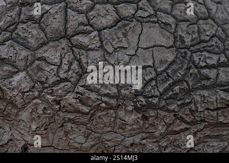 Primo piano della superficie irregolare di una grande radice o tronco di una palma Foto Stock