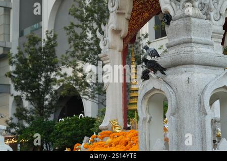 Bangkok, Thailandia, 20 novembre 2024: Piccione sul santuario Foto Stock
