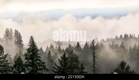 Nebbia e nuvole su alberi sempreverdi scuri su una montagna, con il cielo blu in lontananza. Foto Stock