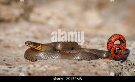 Prairie Ring-Neck Snake, Mills Canyon, contea di Harding, New Mexico, Stati Uniti. Foto Stock