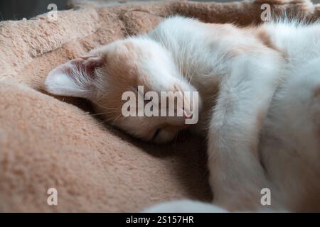 Gattino carino e sonnolento, rilassante sul letto dell'amaca Foto Stock
