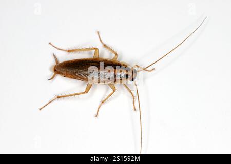 Cockroach tedesco, Blattella germanica. Un campione adulto su una superficie bianca. Foto Stock